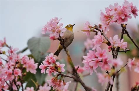 8 Cherry Blossom Spots To Visit In Hong Kong Tatler Asia