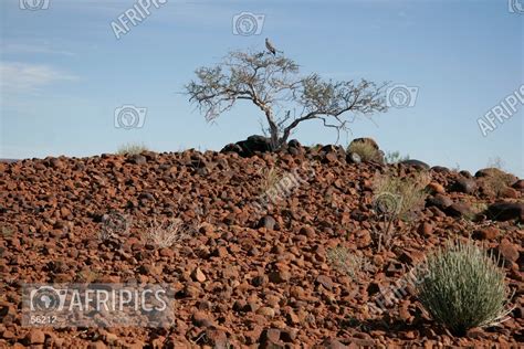 Afripics Rooiberg Camp Area