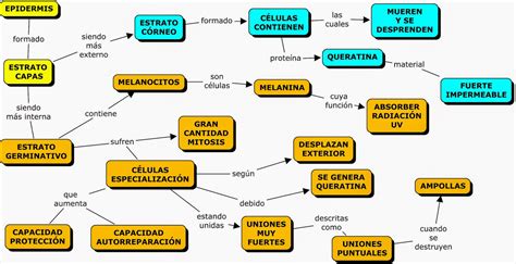 Mapa Conceptual De La Piel Tesmapa 6 Porn Sex Picture