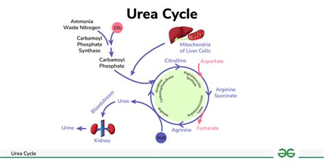 Urea Cycle Steps Disorders And Significance Geeksforgeeks