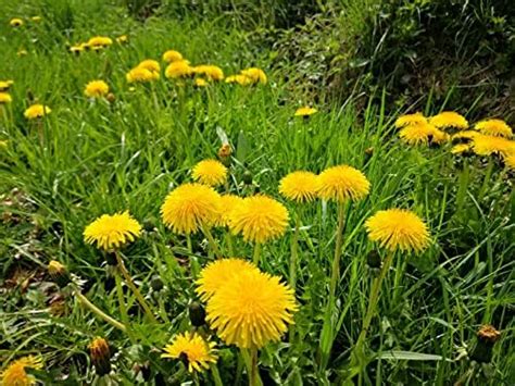 Samen L Wenzahn Taraxacum Officinale Essbar Bienenweide Nektar