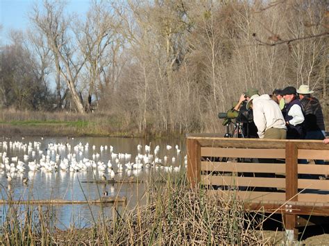 Colusa Refuge Observation Deck At Sacramento National Wildlife Refuge