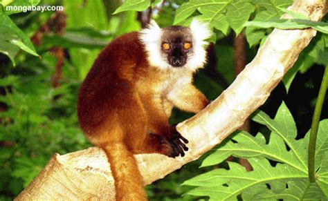 Picture: Female Eulemr macaco macaco lemur in tree