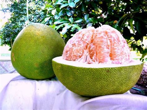 Seeds Dwarf Thai Sweet Pomelo Or Pummelo Citrus Maxima Etsy Canada