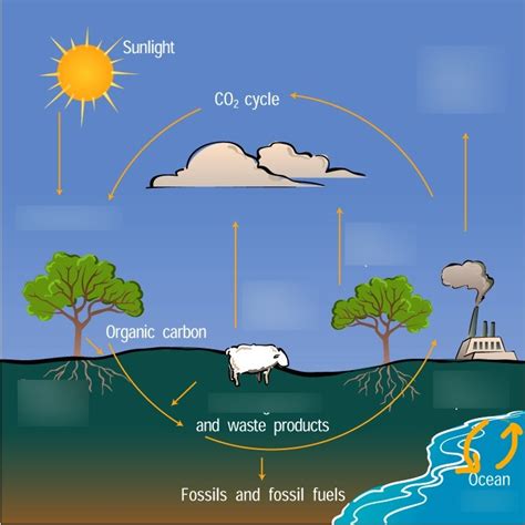 Cycles Of Matter Carbon Cycle Diagram Quizlet