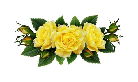 Yellow Rose Stock Image Image Of Leaf Rose Plant Yellow 1921