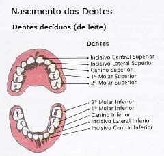 Dentes De Leite Word Search Puzzle Words Usb Orthodontics Marketing