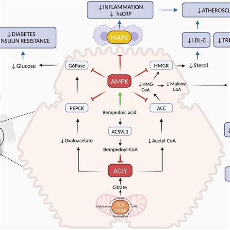 Mechanisms Of Action Of Bempedoic Acid In The Cytoplasm Of