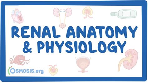 Renal Anatomy And Physiology Youtube