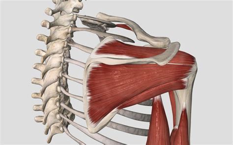 Rotator Cuff Anatomy & Overview - PhysioStrength