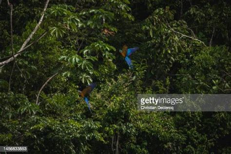 155 Tambopata Park Stock Photos, High-Res Pictures, and Images - Getty Images