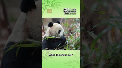 What do pandas eat? - The Global Herald