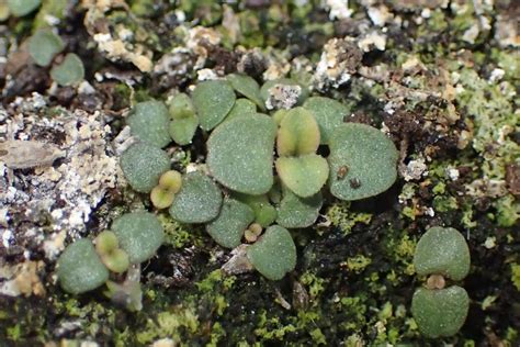 Zaailingen Herkennen 7 Planten Uit Het Inheemse Zadenpakket