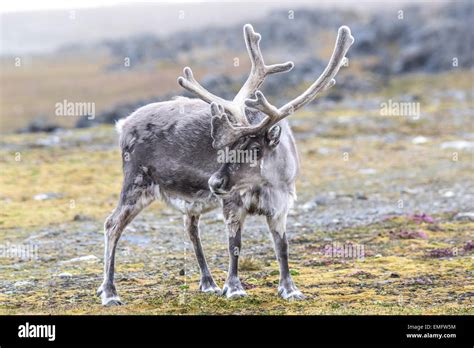 Wild Arctic reindeer in natural habitat Stock Photo - Alamy