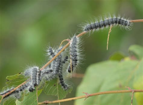 Identifizierung Der Nordamerikanischen Raupe Stengel 2023