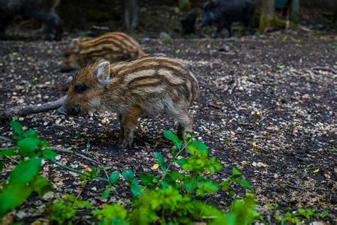 Wildschwein Schwein Sauen Das Kostenloses Foto Auf Pixabay