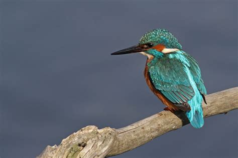 Oiseaux De La Heid Des Gattes Ardenne Gaume