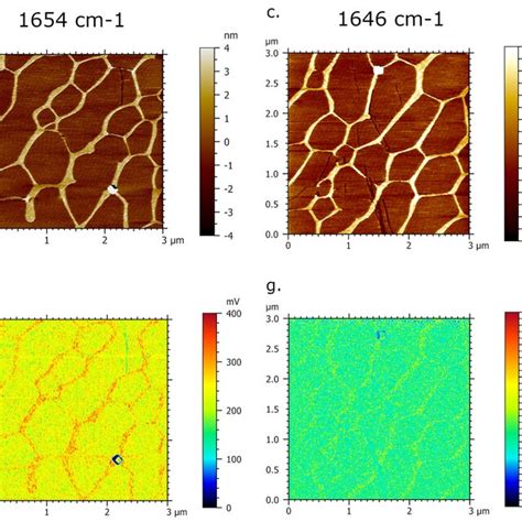 AFM IR Imaging Of DNA Network Deposited Onto Spermidine Functionalized