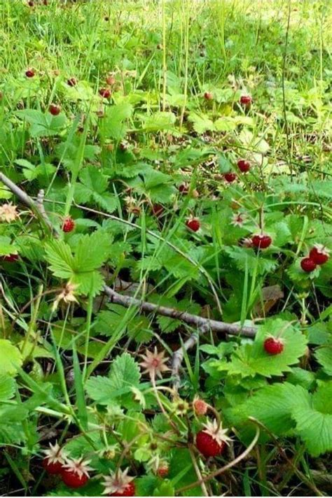 Red Peppercorn Condiments Plants Plant Planets