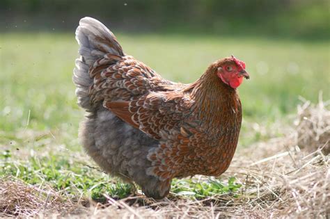 Blue Laced Red Wyandotte Breed Profile Pictures Facts