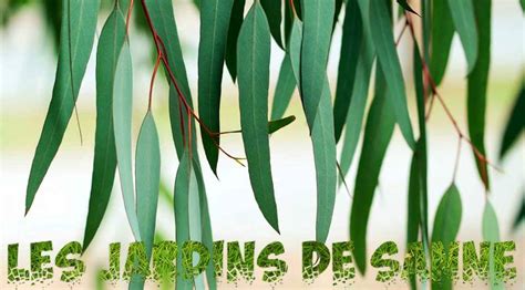 Comment Utiliser Les Feuilles D Eucalyptus Housekeeping Magazine