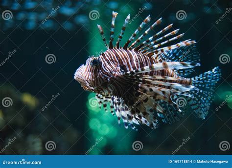 A Closeup Of A Lionfish Swimming In The Aquarium Stock Photo Image