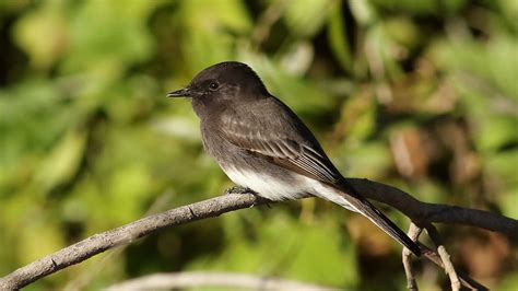 Black Phoebe | Audubon Field Guide