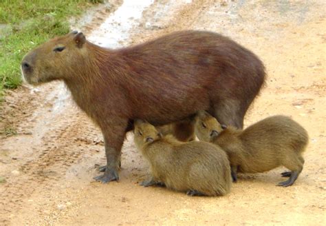 Flora Y Fauna De Colombia