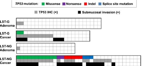 Details Of The Tp53 Mutation Green Missense Mutation Purple