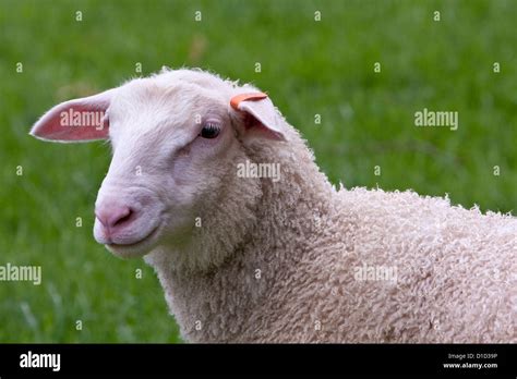 East Friesian Milk Sheep Deutsches Friesisches Milchschaf Near