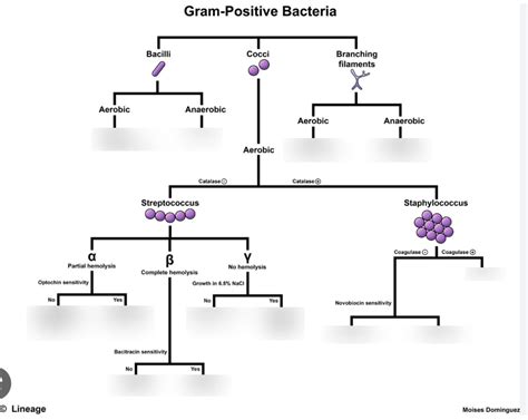 Gram positive Diagram | Quizlet