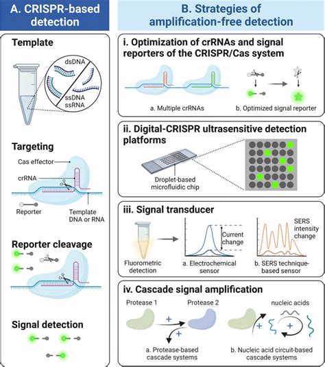 基于CRISPR Cas系统的免扩增检测技术 小桔灯网 IIVD NET