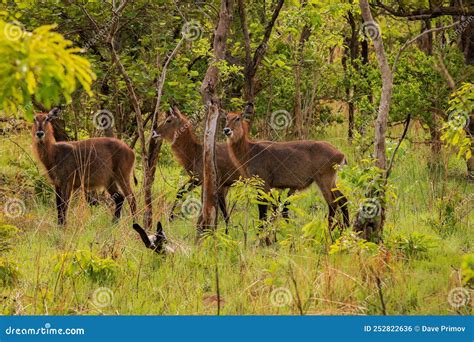 Wild Life Animals in Mole National Park, the Largest Wildlife Refuge of ...