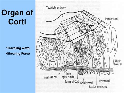 Ppt Portions Of The Ossicles Powerpoint Presentation Free Download Id 4493176