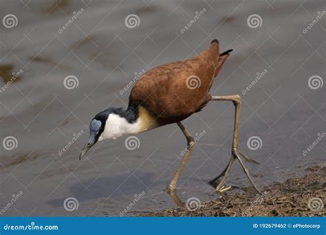 The African Jacana Actophilornis Africanus At Kruger National Park