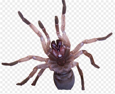 Spider Tarantula Venom Goliath Birdeater Insect PNG Image - PNGHERO