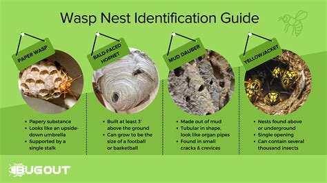 Bee, Wasp & Hornet Nest Removal | Bug Out Pest Control and ...