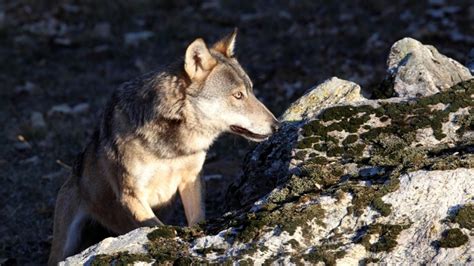 The Wolfs Trekking Discovering The Maritime Alps Natural Park Ecobnb