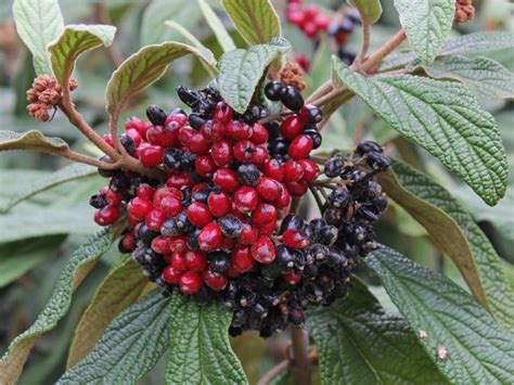 Viburnum rhytidophyllum