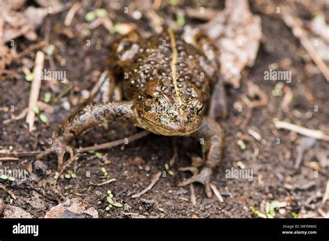 Frog Toad Breeding Albino Log Lake Reptile Banff Alberta