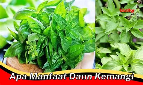 Temukan Khasiat Daun Kemangi Yang Jarang Diketahui Biotifor