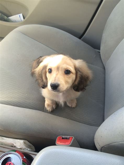 Cream Long Haired Mini Dachshund Breeders