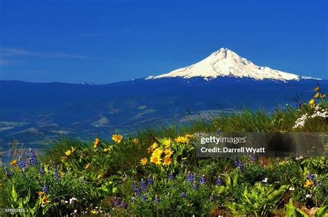 Mount Hood And Wildflowers High-Res Stock Photo - Getty Images