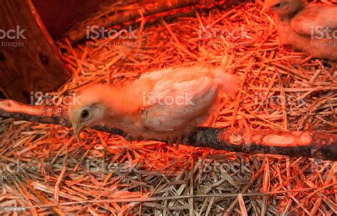 Baby Chicks Stock Photo Download Image Now Animal Baby Chicken