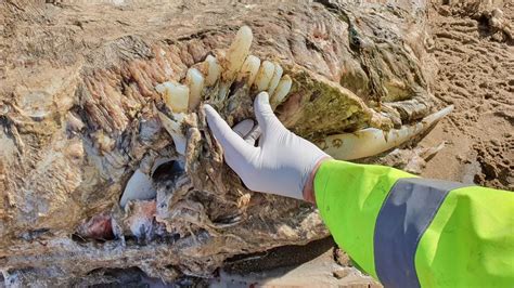 Mystery 23 Foot Sea Beast Weighing Four Tonnes Found On Beach In Wales