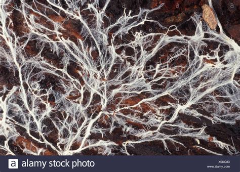 Mushroom Mycelium High Resolution Stock Photography and Images - Alamy