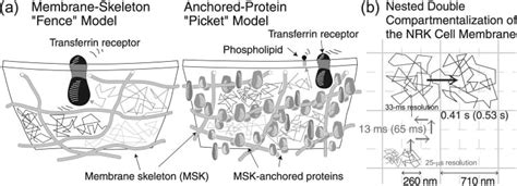 Rapid Hop Diffusion Of A G Protein Coupled Receptor In The Plasma