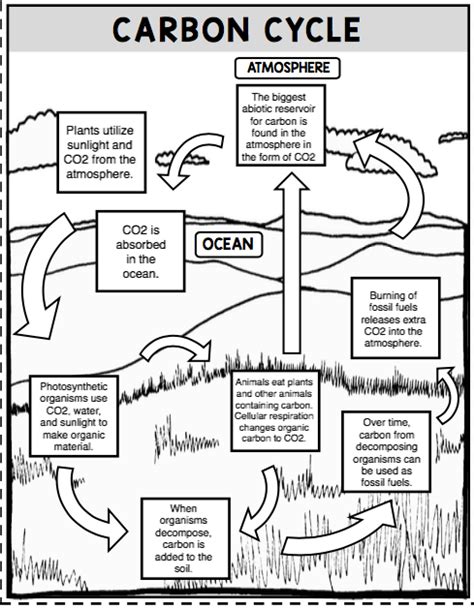 carbon cycle diagram diagram quizlet