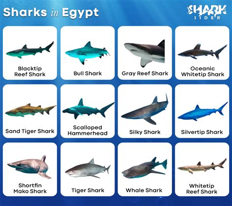 List of Sharks in Egypt with Pictures