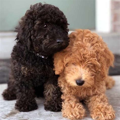 Teacuplabradoodle Toylabradoodlepuppies Square 02 Minidoodledogs